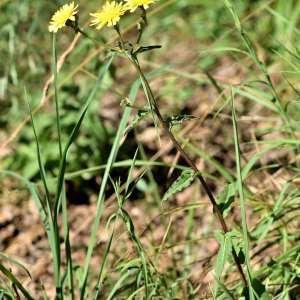 Photographie n°1147986 du taxon Picris hieracioides L. [1753]