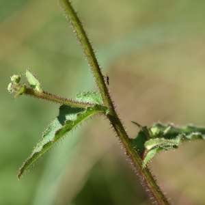 Photographie n°1147987 du taxon Picris hieracioides L. [1753]