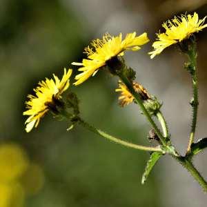 Photographie n°1147988 du taxon Picris hieracioides L. [1753]