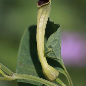 Photographie n°1148911 du taxon Aristolochia paucinervis Pomel [1874]