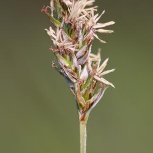 Photographie n°1149016 du taxon Carex divisa Huds. [1762]