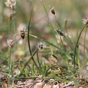 Photographie n°1149017 du taxon Carex divisa Huds. [1762]