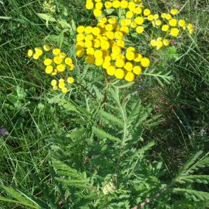 Photographie n°1149900 du taxon Tanacetum vulgare L. [1753]