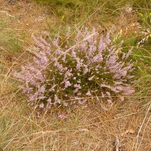 Photographie n°1150011 du taxon Calluna vulgaris (L.) Hull