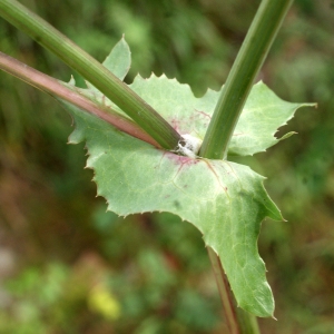 Photographie n°1150353 du taxon Sonchus oleraceus L. [1753]