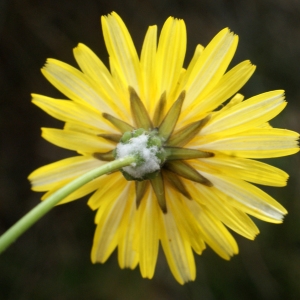 Photographie n°1150362 du taxon Sonchus oleraceus L. [1753]