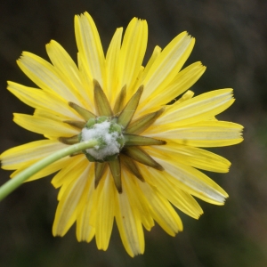 Photographie n°1150363 du taxon Sonchus oleraceus L. [1753]