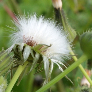 Photographie n°1150373 du taxon Sonchus oleraceus L. [1753]