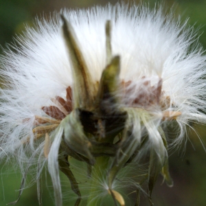 Photographie n°1150375 du taxon Sonchus oleraceus L. [1753]