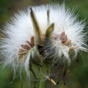 Photographie n°1150376 du taxon Sonchus oleraceus L. [1753]