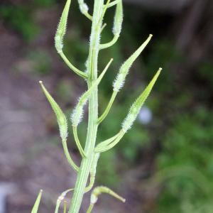 Photographie n°1150387 du taxon Sinapis alba L.