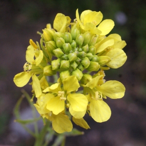 Photographie n°1150393 du taxon Sinapis alba L.