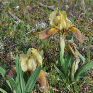 Pépinière Iris En Provence, le 19 mars 2017 (Vidauban (Collet de Preires))