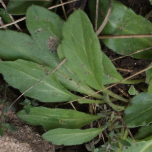 Photographie n°1150497 du taxon Campanula rapunculus L. [1753]