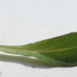 Photographie n°1150498 du taxon Campanula rapunculus L. [1753]