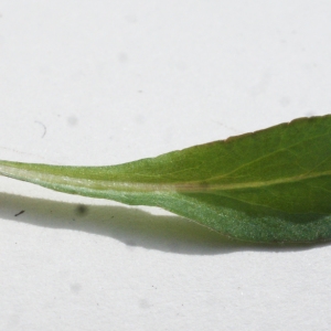Photographie n°1150500 du taxon Campanula rapunculus L. [1753]