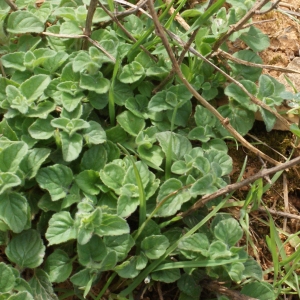 Photographie n°1150521 du taxon Clinopodium nepeta (L.) Kuntze [1891]