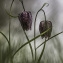  Corinne ROBERT - Fritillaria meleagris L.