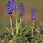  Néhémie MESLAGE - Muscari botryoides (L.) Mill.