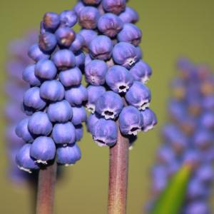 Muscari botryoides (L.) Mill. (Muscari faux botryde)
