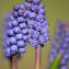  Néhémie MESLAGE - Muscari botryoides (L.) Mill.