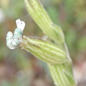 Photographie n°1151112 du taxon Silene nocturna L. [1753]