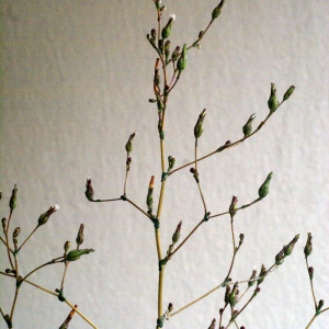 Photographie n°1151351 du taxon Lactuca serriola L. [1756]