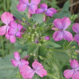 Photographie n°1151443 du taxon Lunaria annua L. [1753]