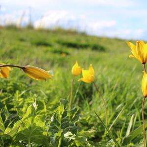 Photographie n°1151494 du taxon Tulipa sylvestris L. [1753]