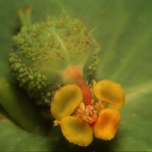 Euphorbia coderiana DC. (Euphorbe à larges feuilles)