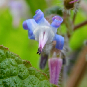 Photographie n°1151873 du taxon Trachystemon orientalis (L.) G.Don [1838]