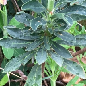 Photographie n°1152806 du taxon Euphorbia amygdaloides L. [1753]