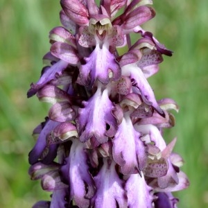 Photographie n°1152874 du taxon Himantoglossum robertianum (Loisel.) P.Delforge [1999]
