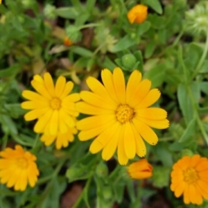 Photographie n°1152940 du taxon Calendula officinalis L. [1753]