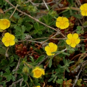 Photographie n°1153143 du taxon Potentilla verna L. [1753]