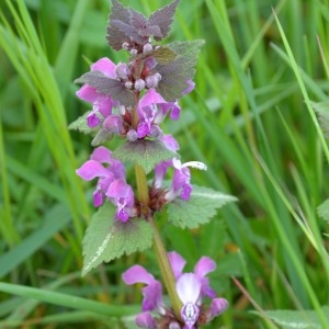 Photographie n°1153758 du taxon Lamium maculatum (L.) L. [1763]