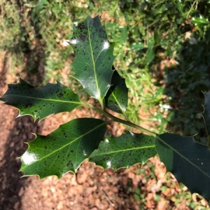 Photographie n°1154765 du taxon Ilex aquifolium L. [1753]