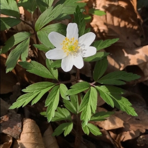 Photographie n°1154787 du taxon Anemone nemorosa L. [1753]