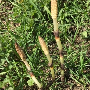 Photographie n°1154996 du taxon Equisetum arvense L. [1753]