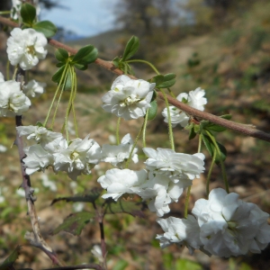  - Spiraea prunifolia Siebold & Zucc. [1839]