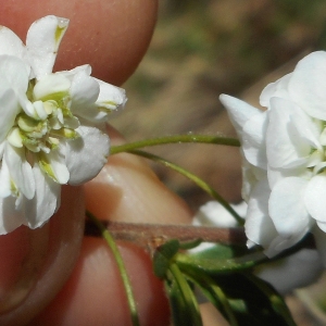  - Spiraea prunifolia Siebold & Zucc. [1839]