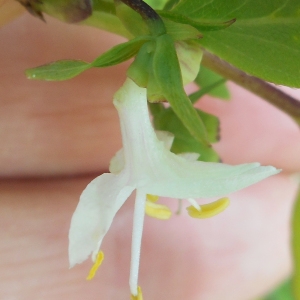 Photographie n°1155077 du taxon Lonicera fragrantissima Lindl. & Paxton [1853]