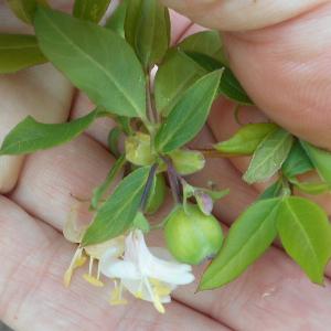 Photographie n°1155080 du taxon Lonicera fragrantissima Lindl. & Paxton [1853]