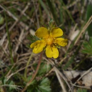 Photographie n°1155654 du taxon Potentilla tabernaemontani Asch. [1891]