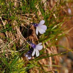 Photographie n°1156557 du taxon Pinguicula corsica Bernard & Gren. [1853]