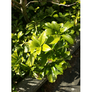 Pachysandra terminalis Siebold & Zucc.