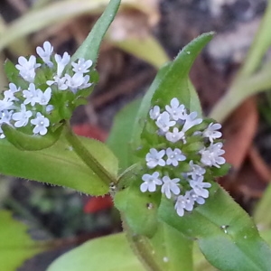 Photographie n°1159555 du taxon Valerianella locusta (L.) Laterr. [1821]