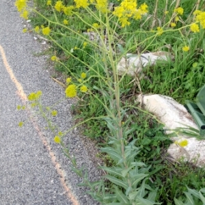 Photographie n°1159730 du taxon Isatis tinctoria L. [1753]