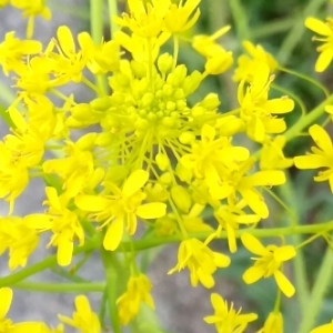 Photographie n°1159731 du taxon Isatis tinctoria L. [1753]