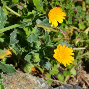 Photographie n°1160129 du taxon Calendula arvensis L. [1763]